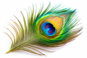 Fototapeta premium vibrant peacock feather. White background