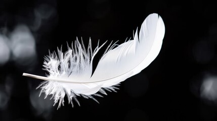 Obraz premium Elegant White Feather on Dark Background