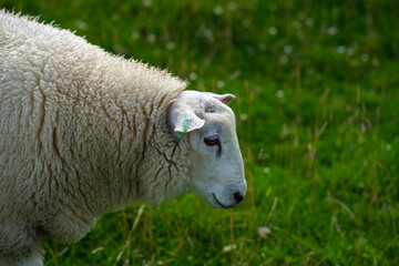 The sheep in the verdant meadows. Sheep on an farm. Sheep eating grass on a field. Sheep grazing in an alpine meadow.