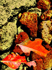 An abstract background of bricks with fallen leaves