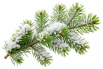 An evergreen branch dusted with snow, isolated on a transparent background, ideal for seasonal designs and winter holiday-themed projects.