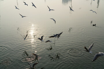 seagulls in flight on the lake with sunshine