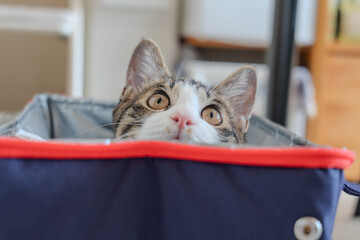 カバンと猫