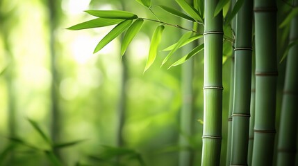 Lush Green Bamboo Forest Background
