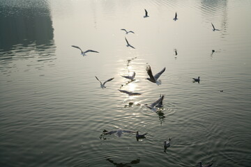 seagulls in flight on the lake with sunshine