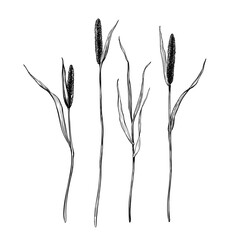 Timothy grass set. Hand drawn vector illustration isolated on white background. Sketch in line art style painted by black inks For clip art, banner, cards © Modesta