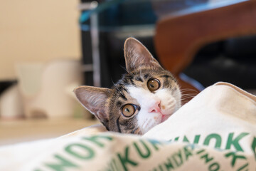 ふりかえるねこ