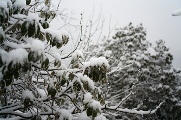 snow covered branches of tree