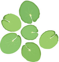 Lotus Lily Pads Plant Illustration Isolated on White Background