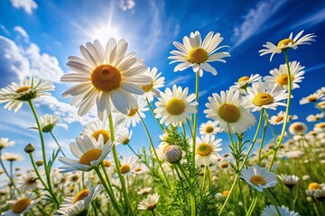Serene Chamomile Flowers Against a Bright Blue Sky - Nature's Beauty in Full Bloom for Relaxation and Inspiration
