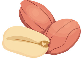Three of Peeled Peanut Illustration Isolated on White Background