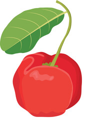 Red Acerola Cherry Fruits Illustration Isolated on White Background