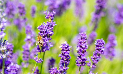 Spring lavender flowers under sunlight. Bees pollinate flowers and collect pollen. Lavender honey. Beautiful landscape of nature with a panoramic view. Hi spring. long banner
