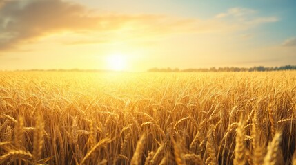 Naklejka premium Golden wheat field at sunset.