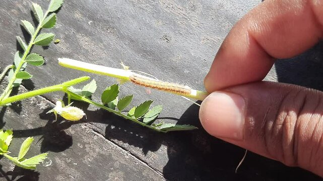 Pod borer attack on chickpea crop. Maruca vitrata is a tropical pest that damages legume crops. Its other names Maruca pod borer, bean pod borer, soybean pod borer, mung moth and legume pods borers.
