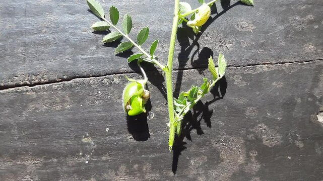 Pod borer attack on chickpea crop. Maruca vitrata is a tropical pest that damages legume crops. Its other names Maruca pod borer, bean pod borer, soybean pod borer, mung moth and legume pods borers.