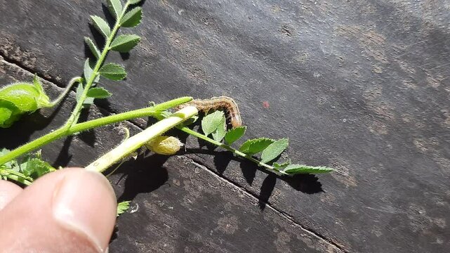 Pod borer attack on chickpea crop. Maruca vitrata is a tropical pest that damages legume crops. Its other names Maruca pod borer, bean pod borer, soybean pod borer, mung moth and legume pods borers.