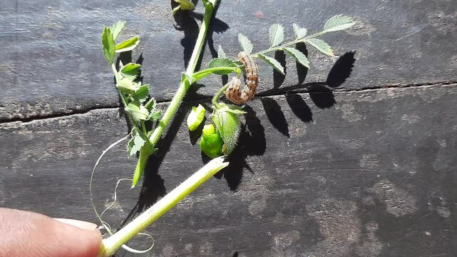 Pod borer attack on chickpea crop. Maruca vitrata is a tropical pest that damages legume crops. Its other names Maruca pod borer, bean pod borer, soybean pod borer, mung moth and legume pods borers.