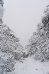 snow covered trees in winter