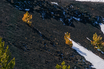 Obraz premium Detail of volcanic landscape of Mount Etna at Monti Sartorius with black lava and orange colored pine trees during winter time, Catania, Sicily, Italy