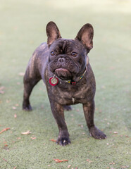 Expressive Brindle French Bulldog Isolated on Grass. Off-leash dog park in Northern California.