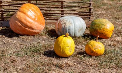 A group of pumpkins are sitting on the ground in a field