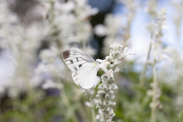 サルビアにとまるモンシロチョウ
