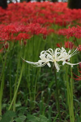 白いヒガンバナ