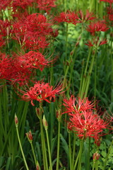 ヒガンバナの群生