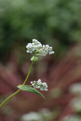 白いそばの花