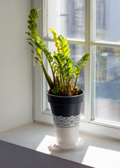 A plant in a black pot sits on a white lace doily on a windowsill