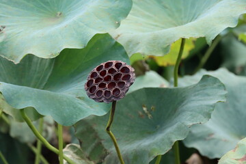 枯れたハスの実