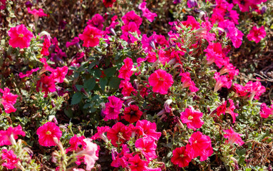 Fototapeta premium A field of pink flowers with a few green leaves