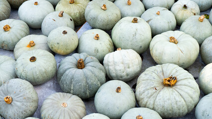Blue ballet Kürbis close up