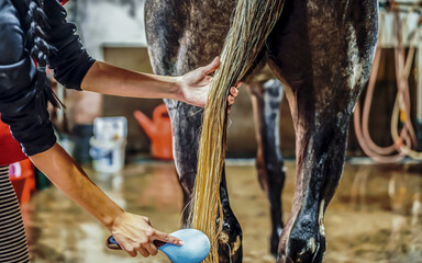 Combing the horse tail. Pets and animals concept