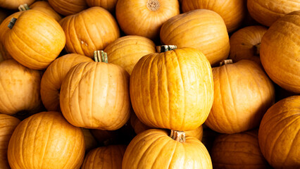 Mehrere Halloweenkürbisse - close up