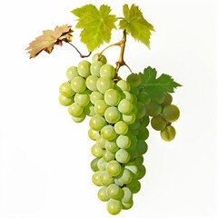 Obraz premium bunch of grapes on a vine