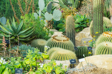 Close up of plants