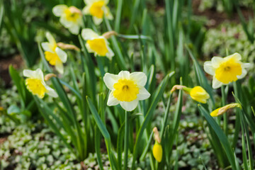 Obraz premium Close ups of flowers