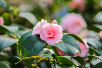 A close up of flowers in the great outside in the UK.