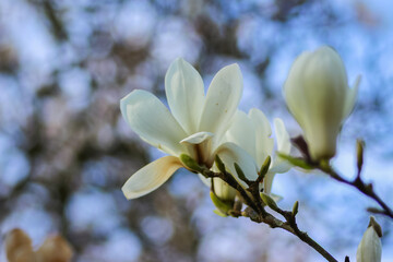 A close up of flowers in the great outside in the UK.