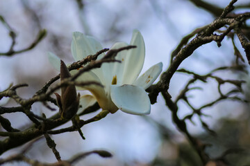 A close up of flowers in the great outside in the UK.