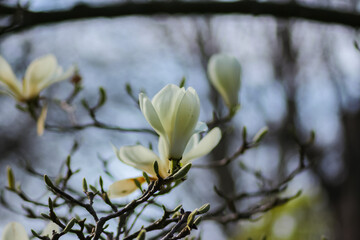 A close up of flowers in the great outside in the UK.