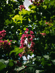 Obraz premium Spring flowers