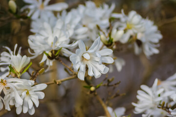 Close up of flowers in the great outdoors