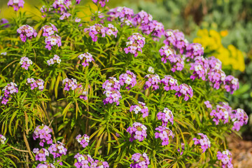 Close up of flowers in the great outdoors