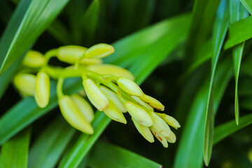 Close up of flowers in the great outdoors