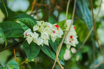 Close up of flowers in the great outdoors