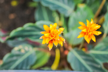 Close up of flowers in the great outdoors
