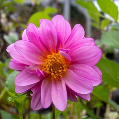 Obraz premium 初秋の思う